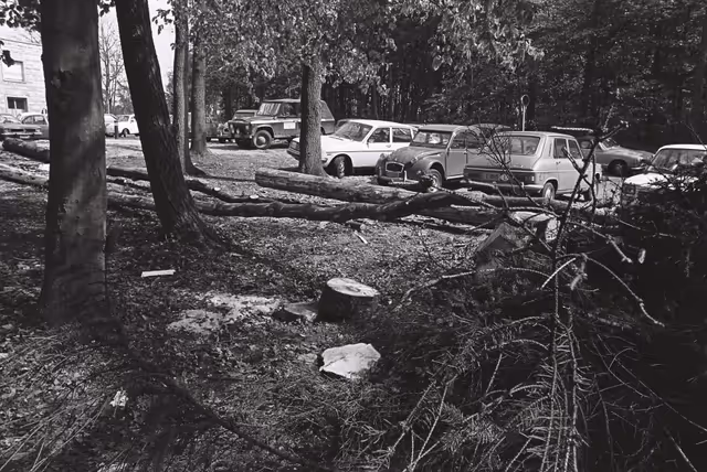 Photo 3 : Trees felled behind Schuman building in Luxembourg