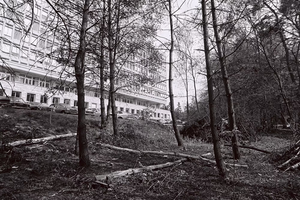 Trees felled behind Schuman building in Luxembourg