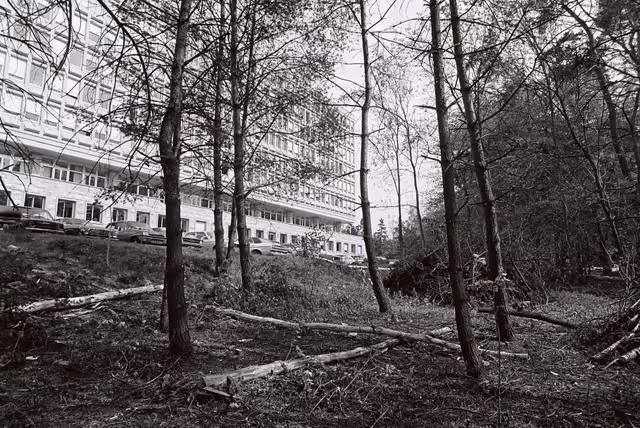 Photo 1 : Trees felled behind Schuman building in Luxembourg