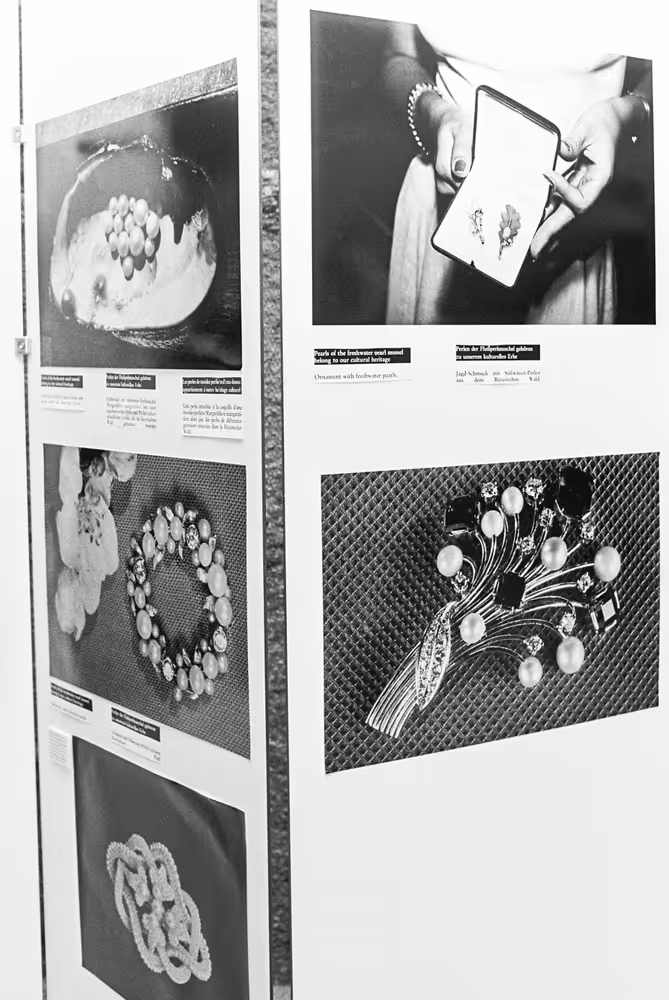 Mussel pearl exhibition