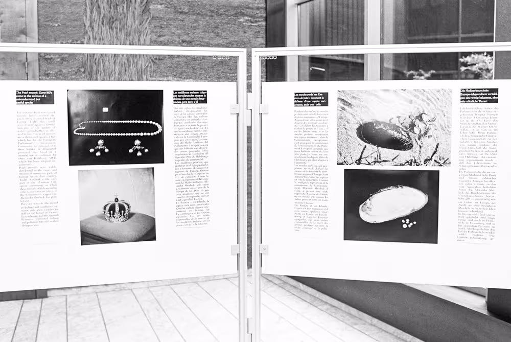 Mussel pearl exhibition