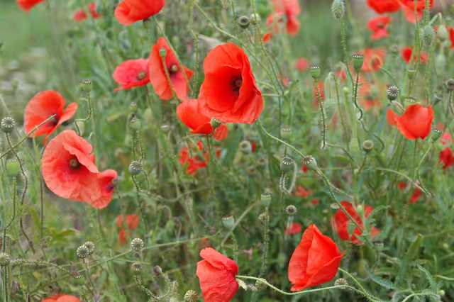 Foto 44: Poppies