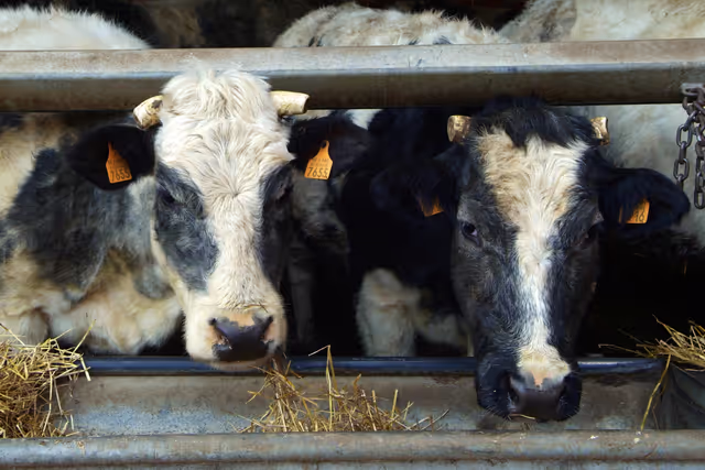 Foto 46: Two cows getting fed Cattle identification tags