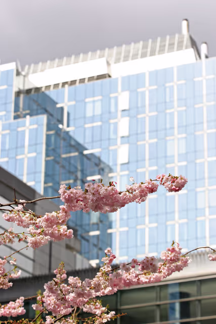 Valokuva 30: Tree with flowers near the EP in Brussels.