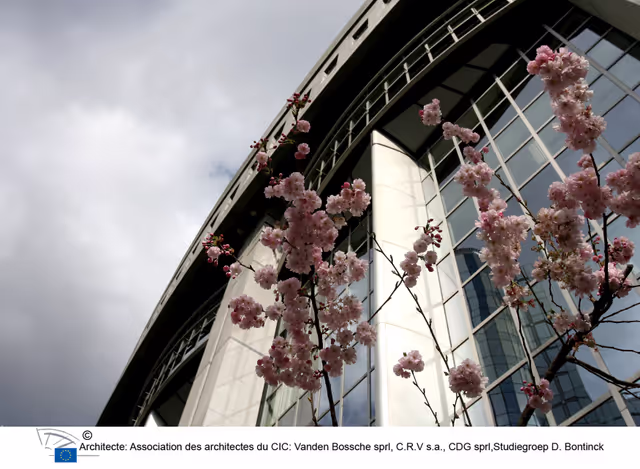 Valokuva 31: Tree with flowers near the EP in Brussels.