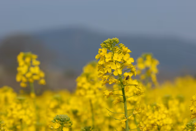 Foto 45: Rape field