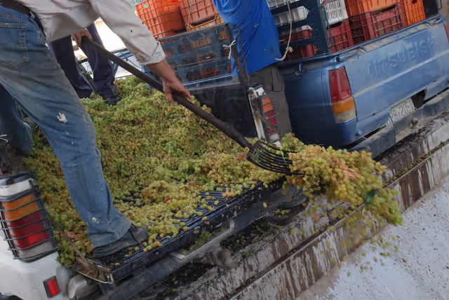 Foto 23: Grapes unloading