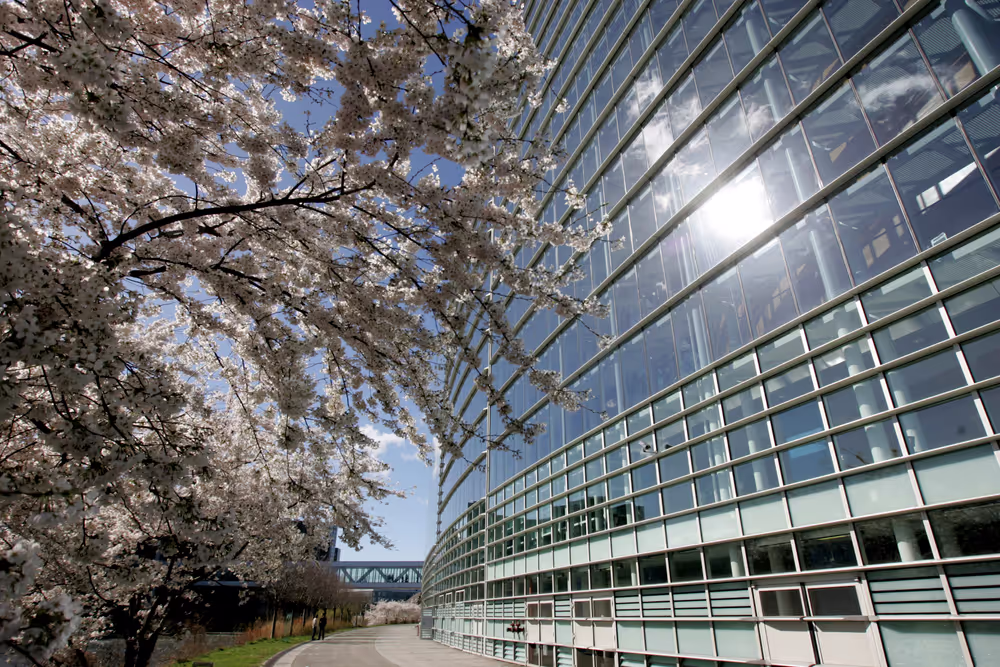 A tree outside the European Parliament building Louise Weiss in Strasbourg - LOW