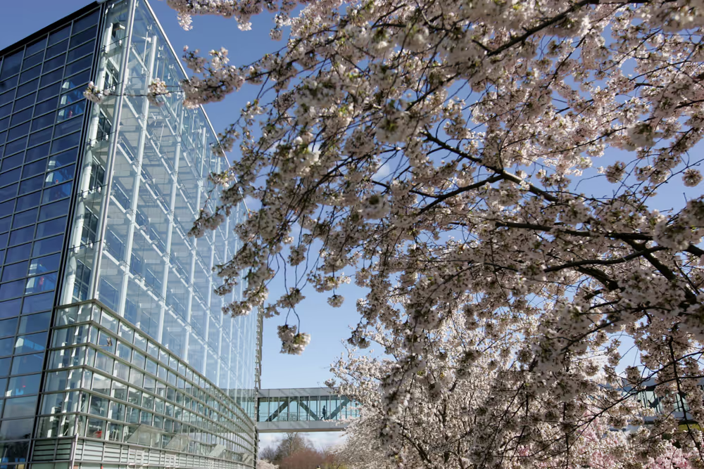 A tree outside the European Parliament building Louise Weiss in Strasbourg - LOW