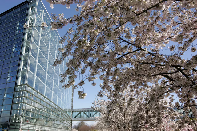 Снимка 9: A tree outside the European Parliament building Louise Weiss in Strasbourg - LOW