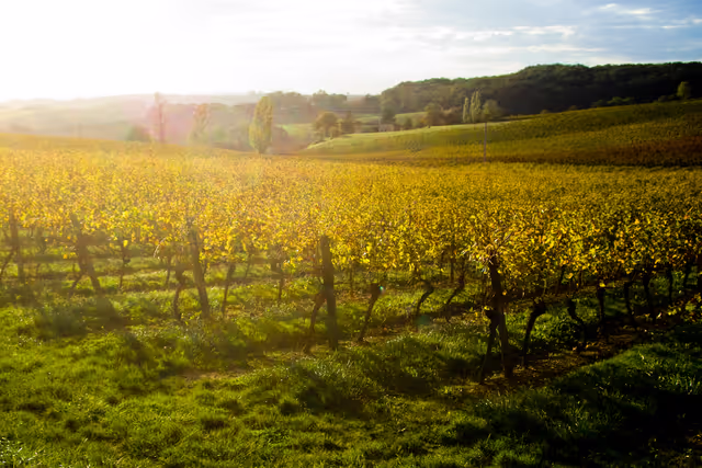Foto 1: Vines in a vineyard of Alsace