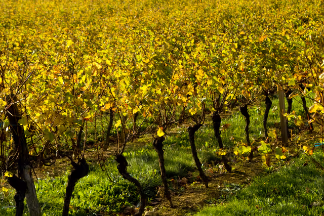 Vines in a vineyard of Alsace