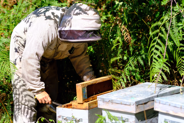 Foto 23: French SME active in beekeeping - Honey producer