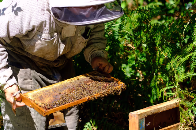 Foto 21: French SME active in beekeeping - Honey producer