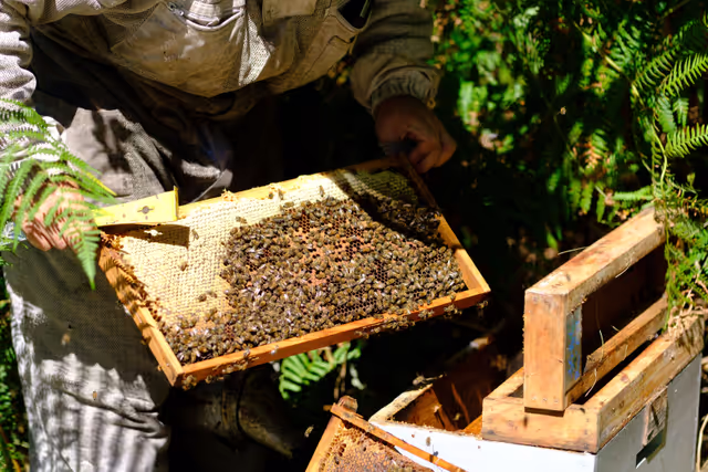 Foto 22: French SME active in beekeeping - Honey producer