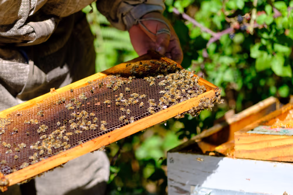 French SME active in beekeeping - Honey producer