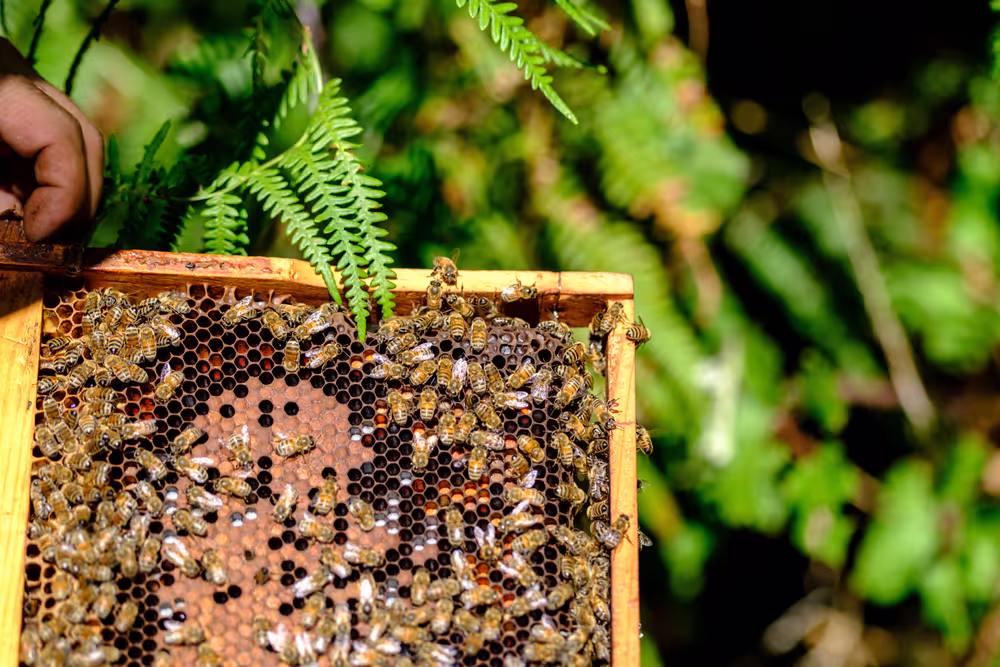 French SME active in beekeeping - Honey producer