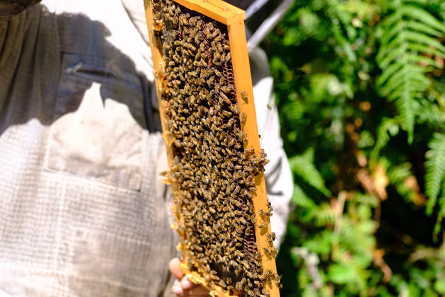 Foto 18: French SME active in beekeeping - Honey producer