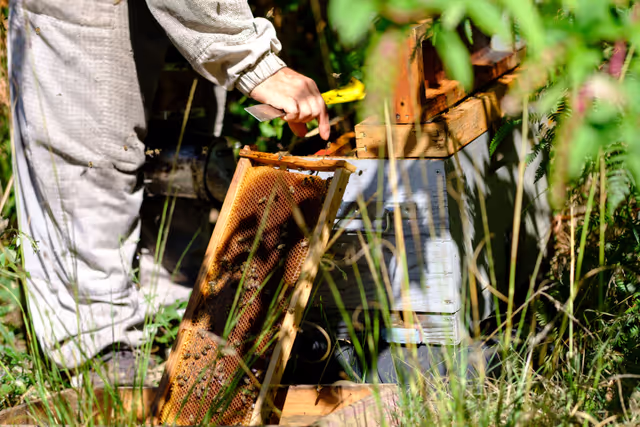 Foto 17: French SME active in beekeeping - Honey producer