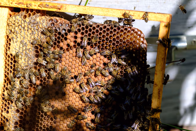 Foto 16: French SME active in beekeeping - Honey producer