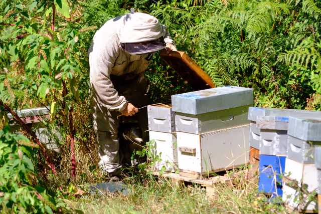 Foto 14: French SME active in beekeeping - Honey producer
