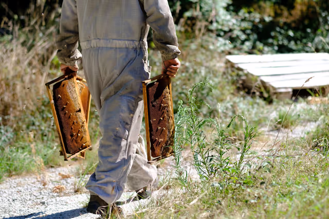 Foto 13: French SME active in beekeeping - Honey producer