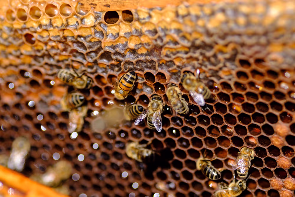 French SME active in beekeeping - Honey producer