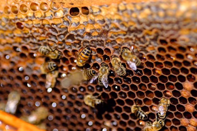 Foto 12: French SME active in beekeeping - Honey producer