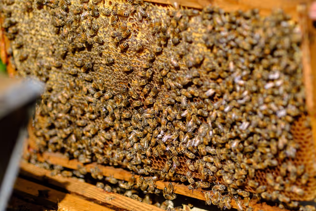 Foto 11: French SME active in beekeeping - Honey producer