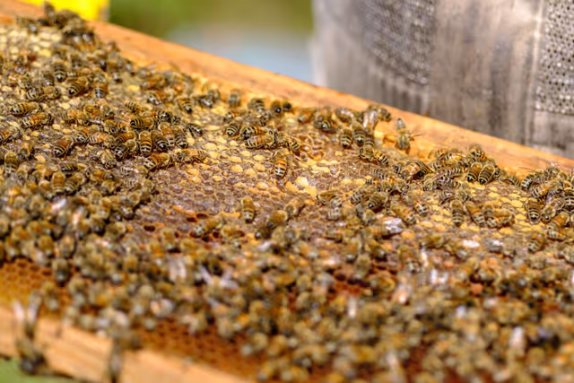 Foto 10: French SME active in beekeeping - Honey producer
