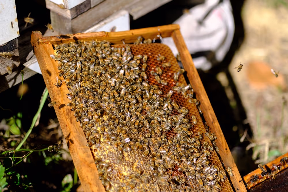 French SME active in beekeeping - Honey producer