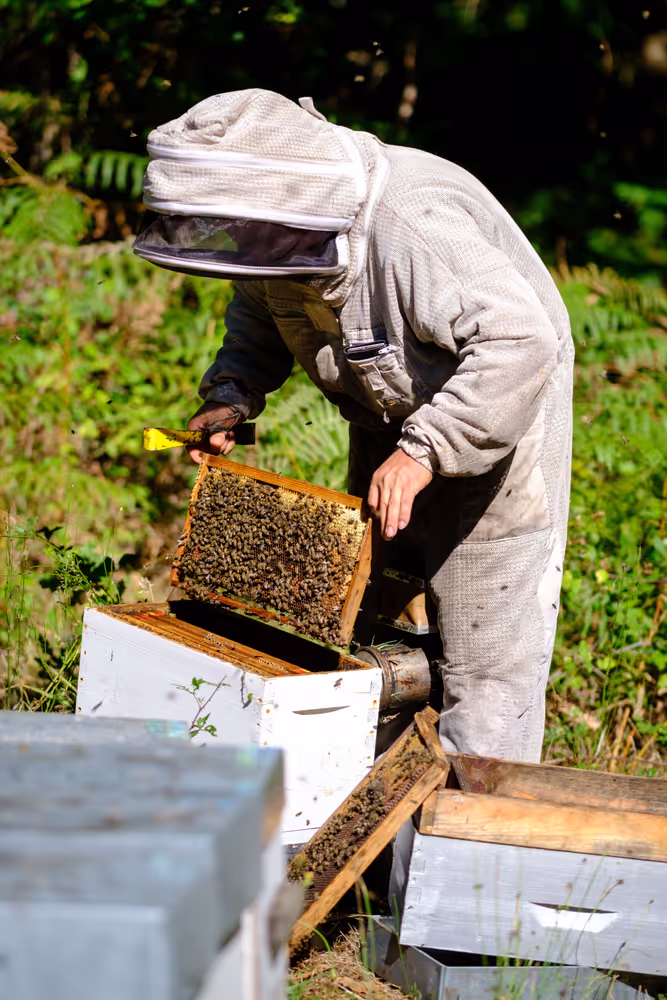 French SME active in beekeeping - Honey producer