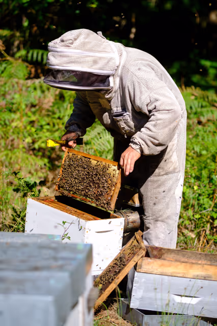 Foto 6: French SME active in beekeeping - Honey producer