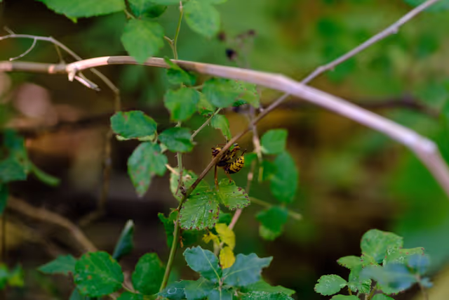Foto 5: French SME active in beekeeping - Honey producer