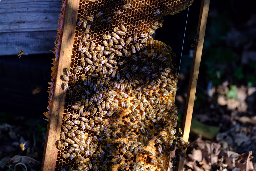 French SME active in beekeeping - Honey producer