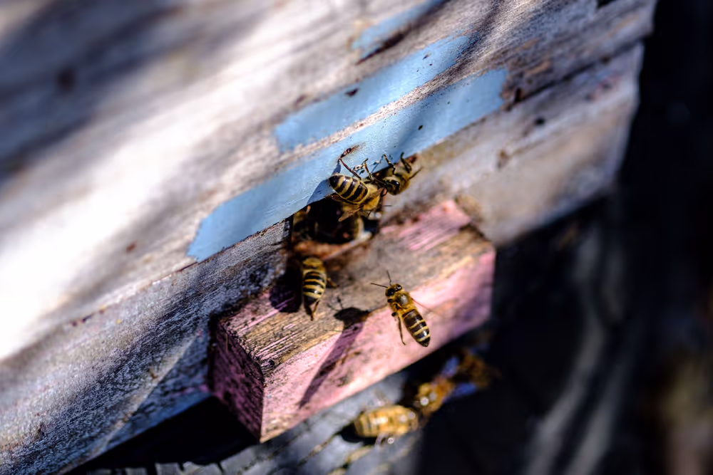 French SME active in beekeeping - Honey producer