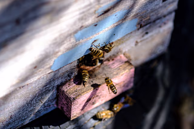 French SME active in beekeeping - Honey producer