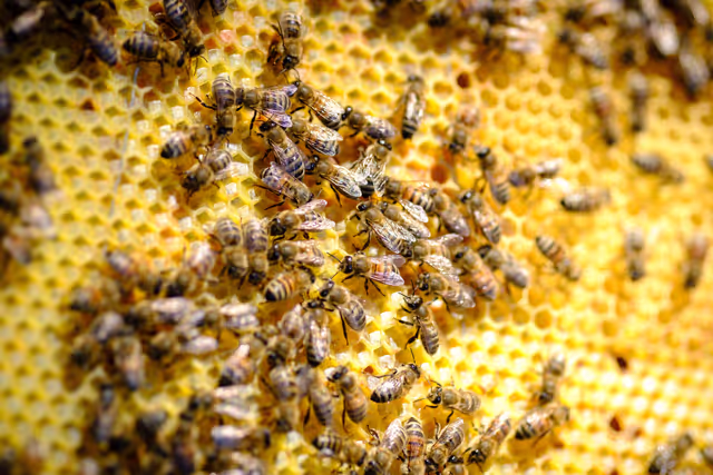 Foto 1: French SME active in beekeeping - Honey producer