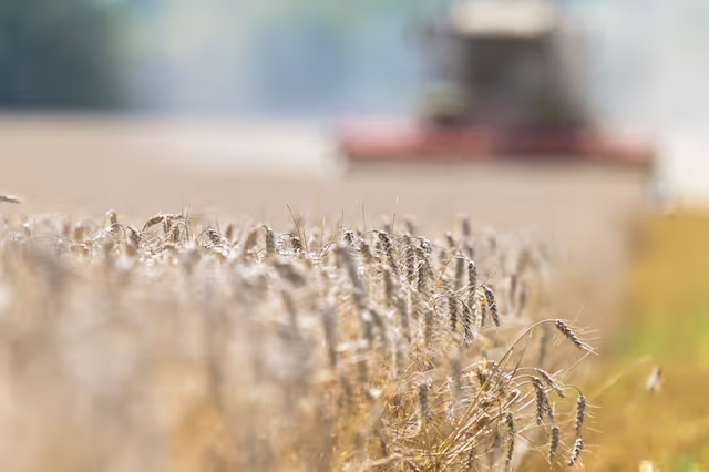 Wheat harvest in Angevillers, France, August 12, 2021